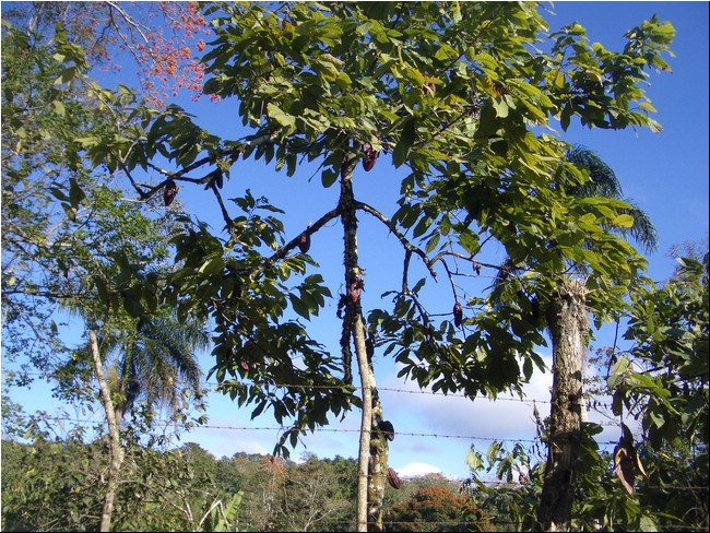 Cabarete_2005 038.JPG