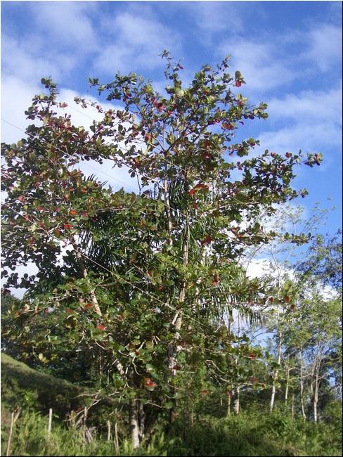 Cabarete_2005 044.JPG