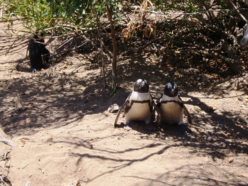 Pedross South Africa 2007 119.JPG